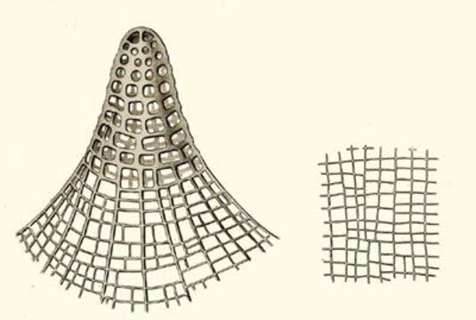 Image of Litharachnium
