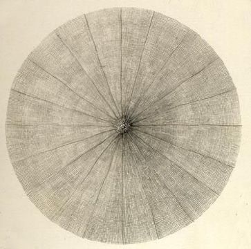 Image of Litharachnium
