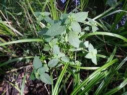 Image of lesser hemp-nettle