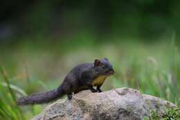 Image of Perny's Long-nosed Squirrel