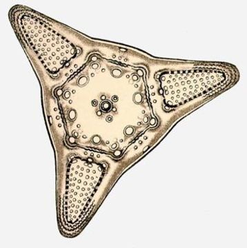 Image of Triceratium