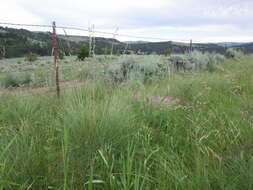 Plancia ëd Festuca campestris Rydb.