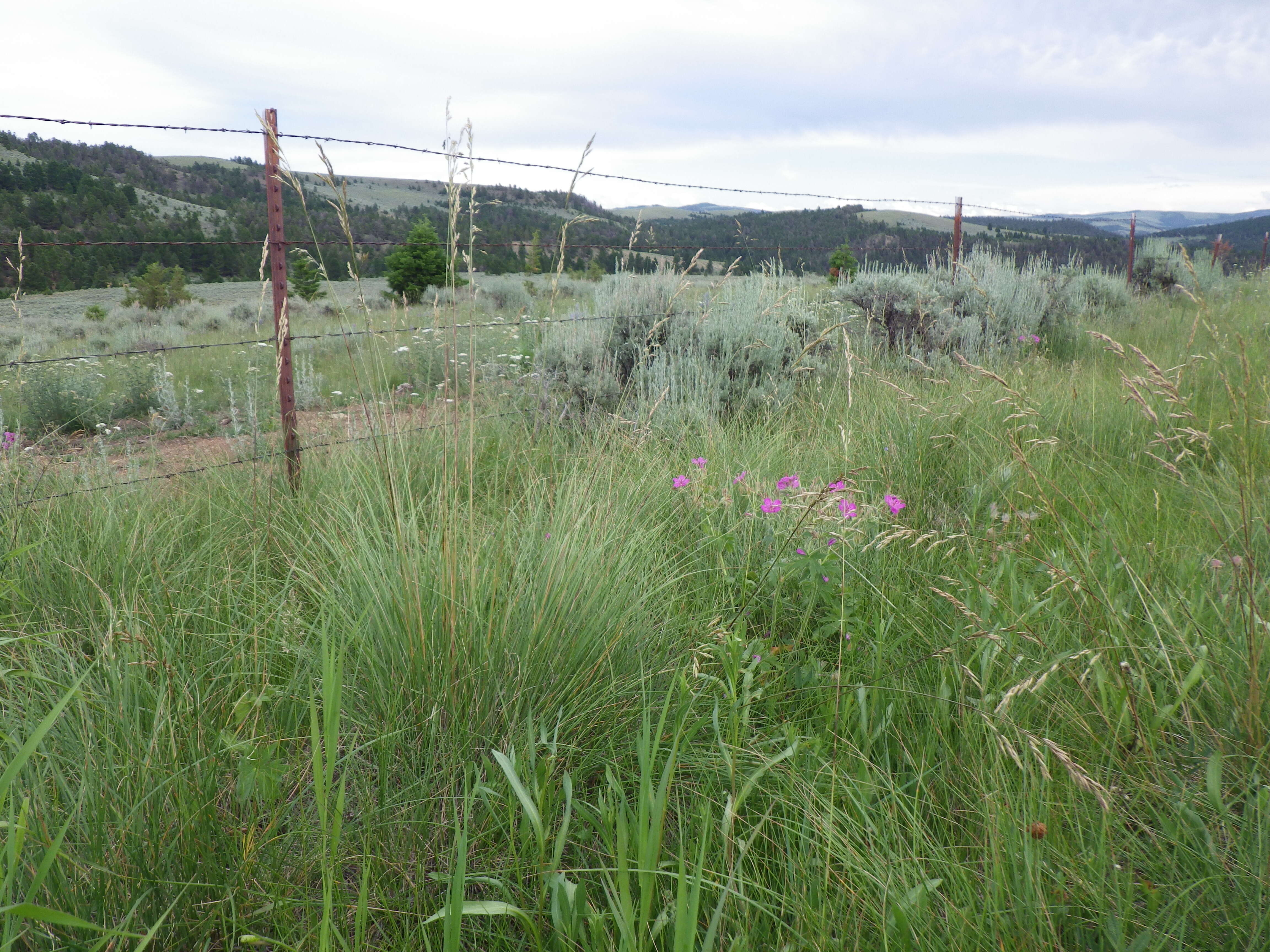 Plancia ëd Festuca campestris Rydb.