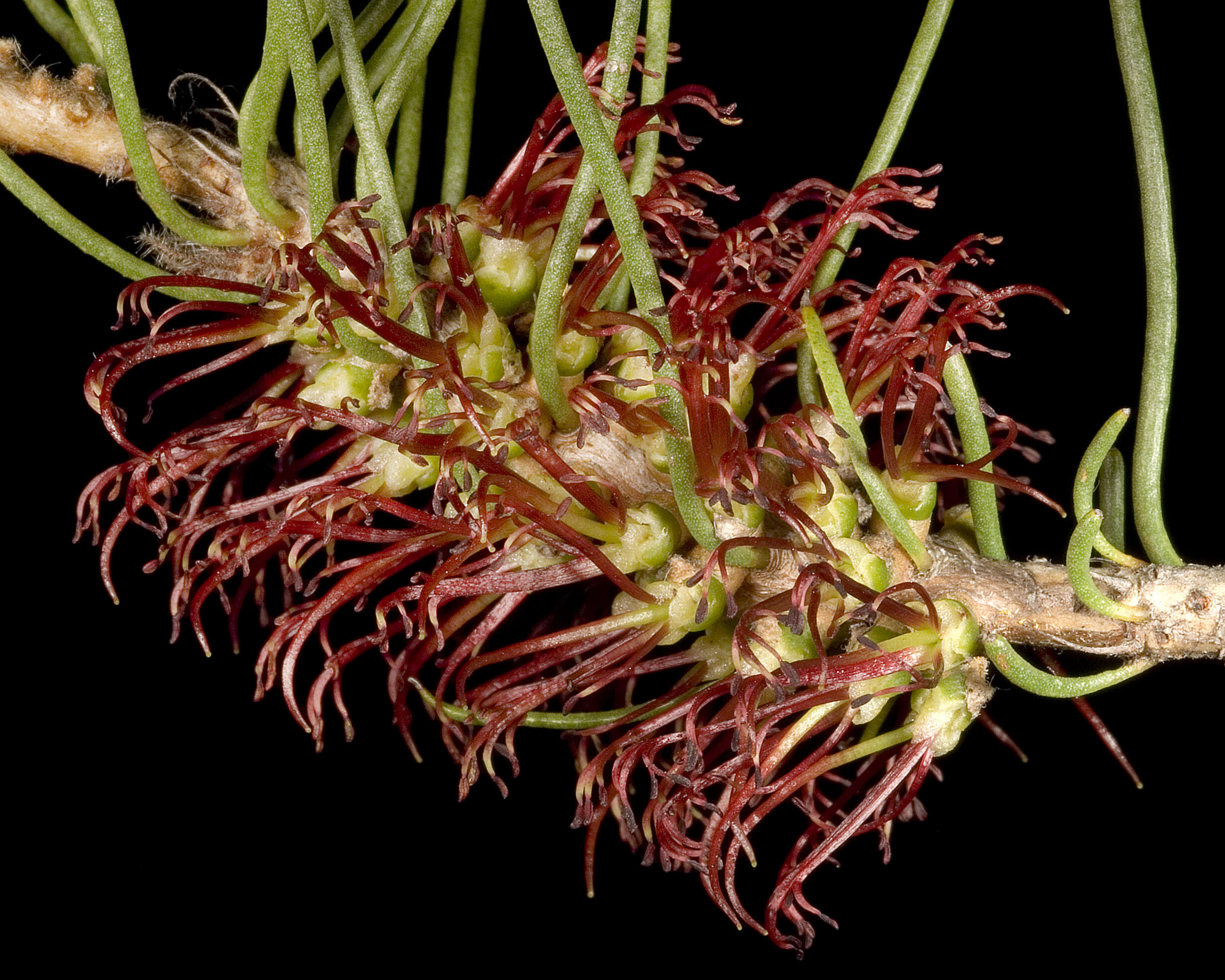 صورة Melaleuca preissii (Schauer) Craven & R. D. Edwards