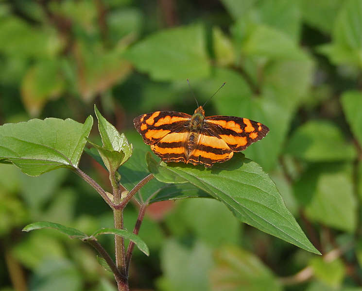 Image of Symbrenthia lilaea