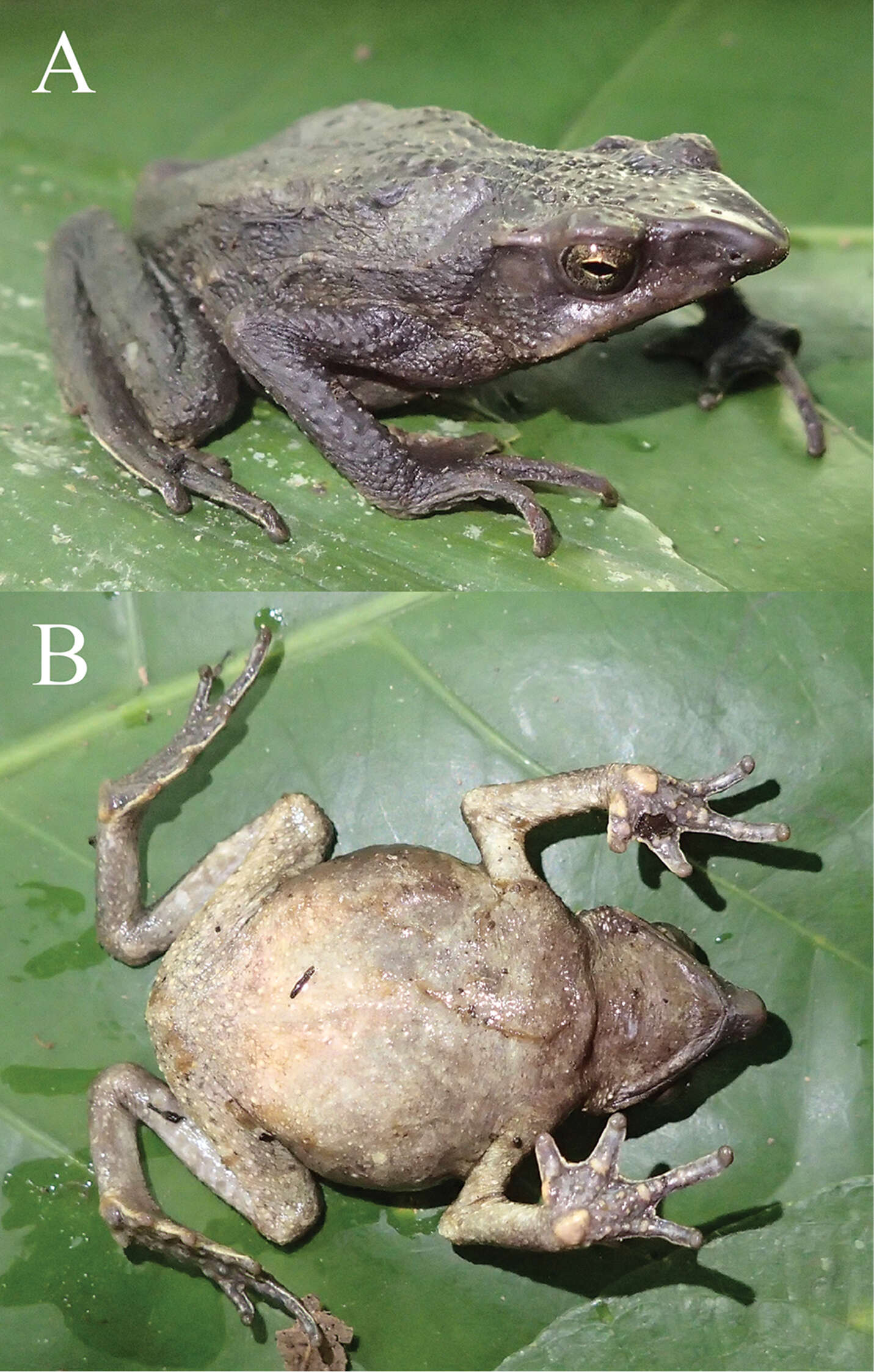 Image of Lily Rodriguez’s Beaked Toad