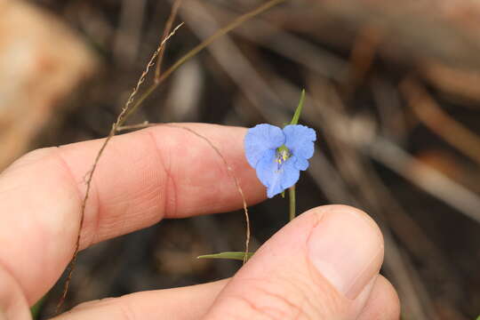 Image of Commelina lanceolata R. Br.