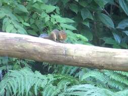 Image of Asian Red-cheeked Squirrel