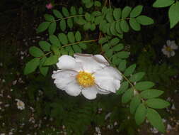 Image of chestnut rose