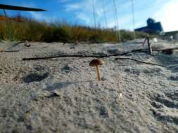 Imagem de Psathyrella ammophila (Durieu & Lév.) P. D. Orton 1960