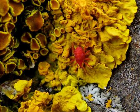 Image of snout mites