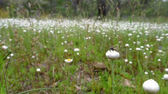 Image of Hyalosperma cotula (Benth.) P. G. Wilson