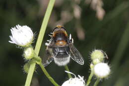 Слика од Eristalis intricaria (Linnaeus 1758)