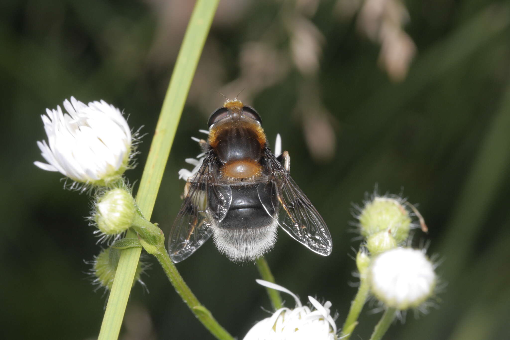 Слика од Eristalis intricaria (Linnaeus 1758)