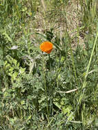 Image of California poppy