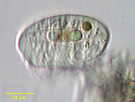 Image of Lynchellidae
