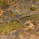 Image of Nilgiri Day Gecko