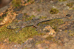Image of Nilgiri Day Gecko