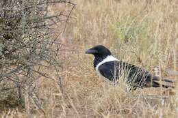 Image of Pied Crow