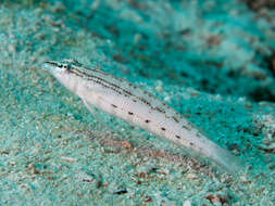 Image of Nosestripe grubfish