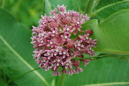 Imagem de Asclepias syriaca L.