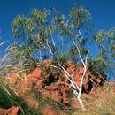 Image of Eucalyptus cupularis C. A. Gardner