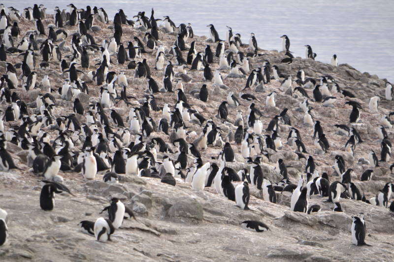 Image of Chinstrap Penguin