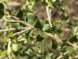 Image of Acacia uncinata Lindl.