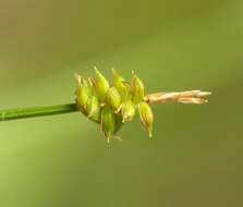 Carex capillacea Boott resmi