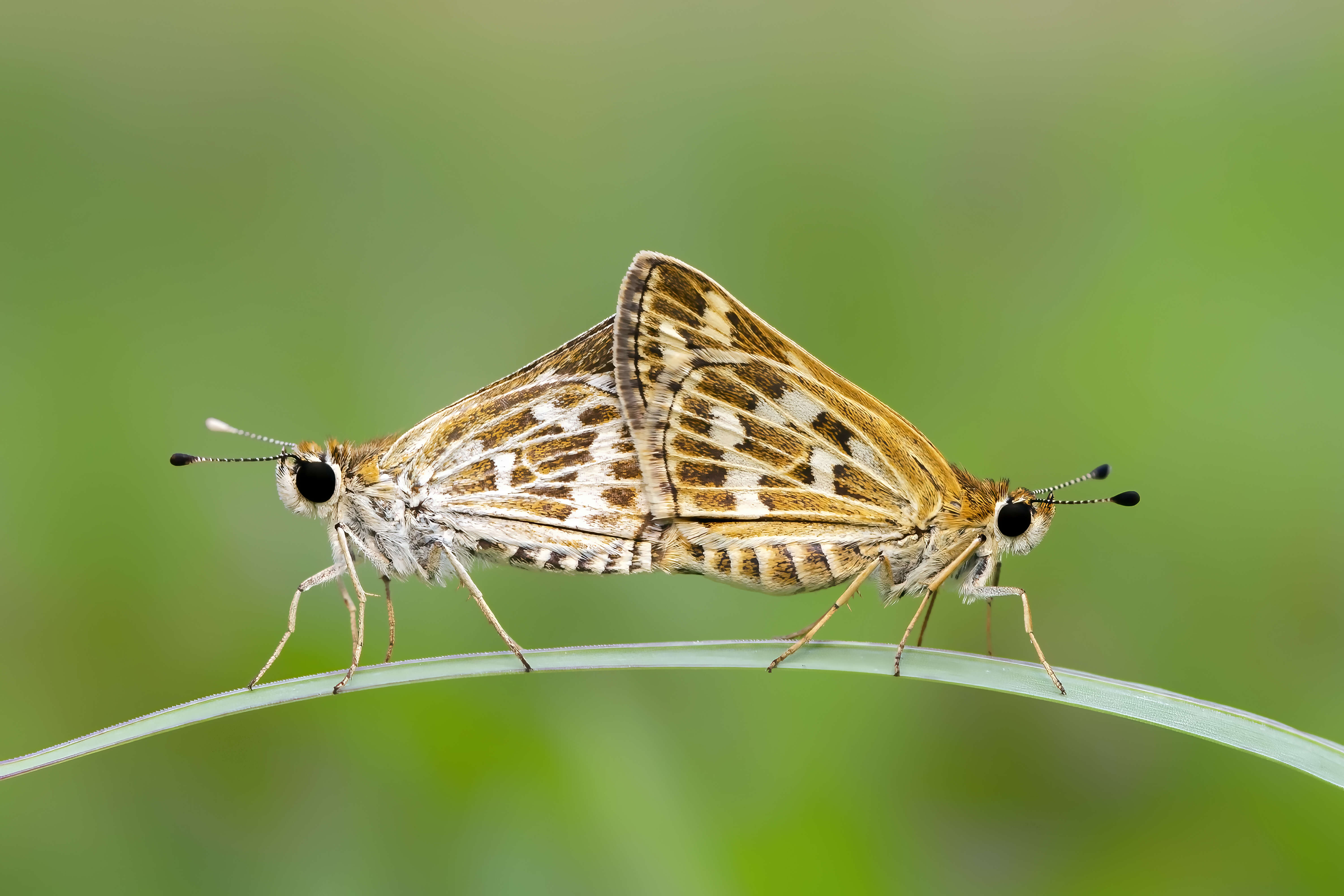 Image of Grey-veined Grass Dart