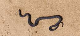 Image of Little Filesnake