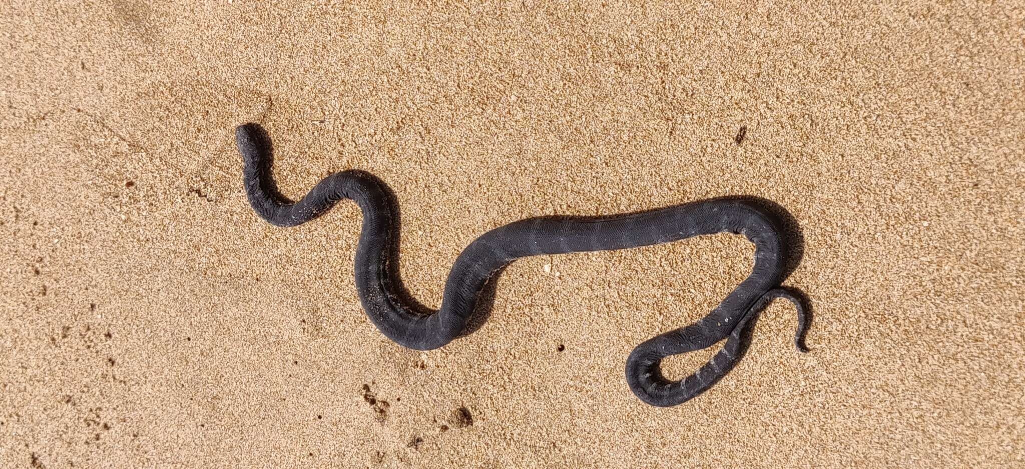 Image of Little Filesnake