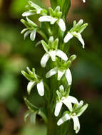 Image of elegant piperia