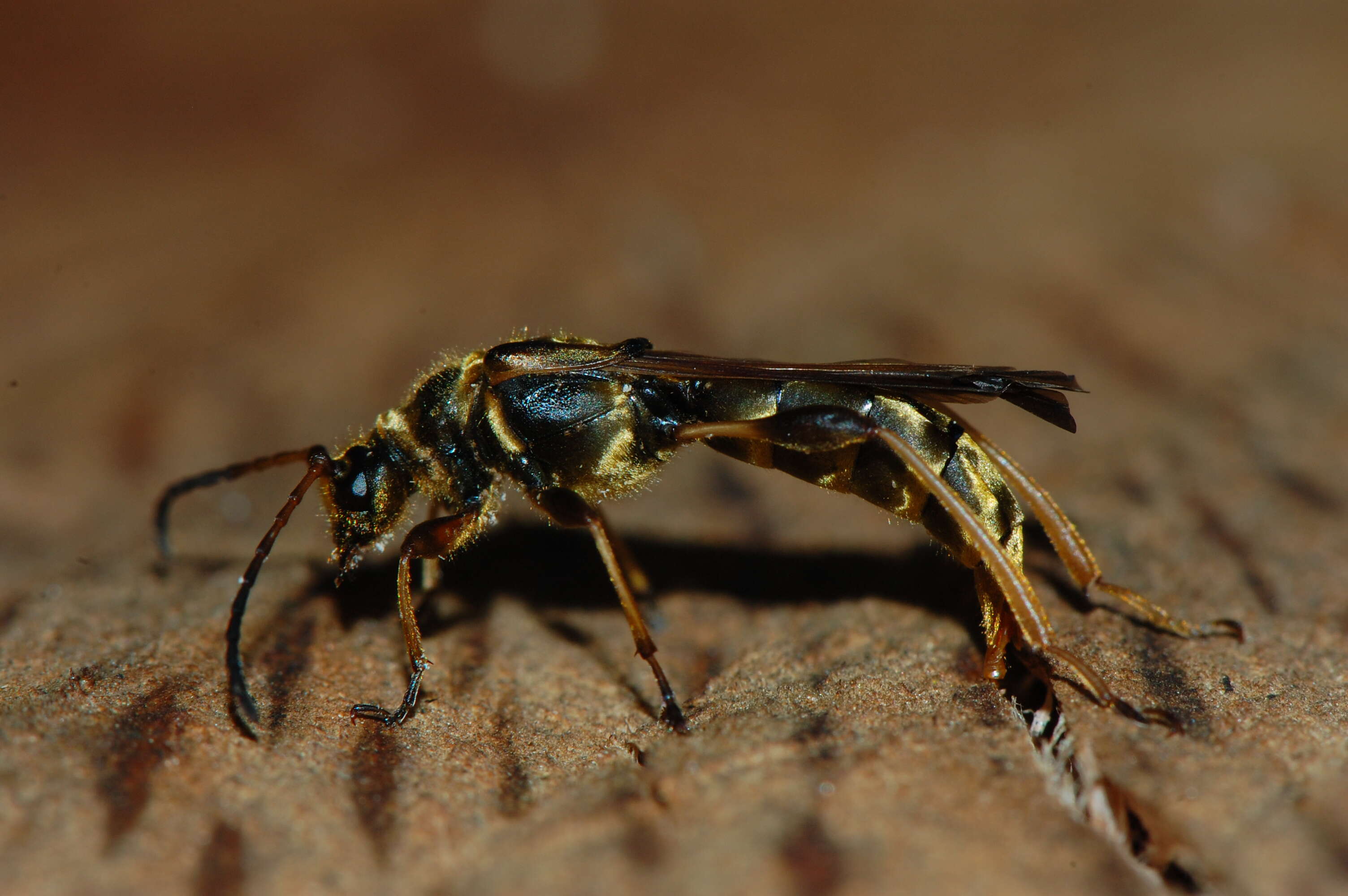 Plancia ëd Necydalis cavipennis Le Conte 1873