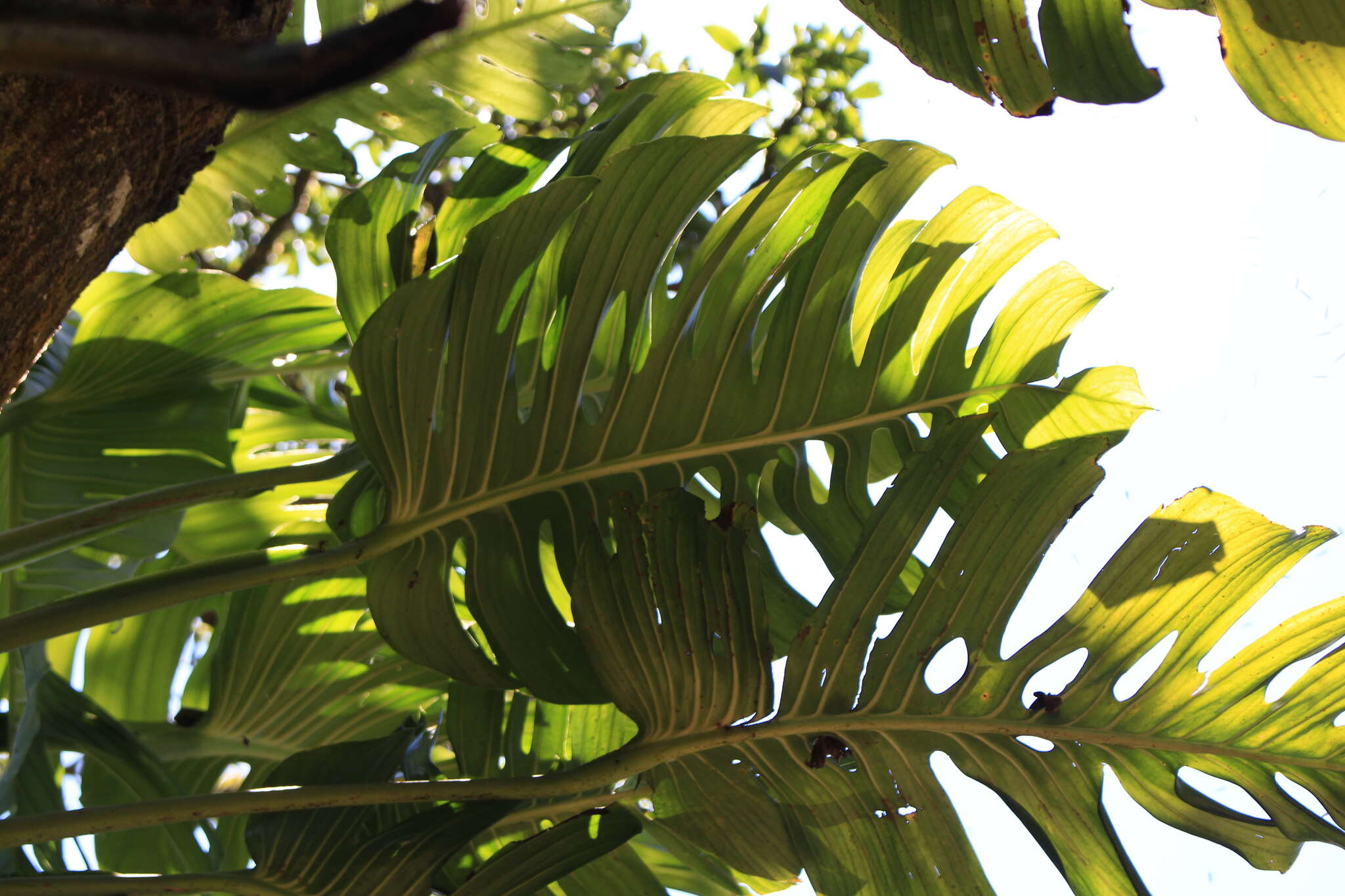 Image of Monstera lentii Croat & Grayum