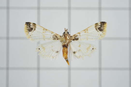 Image of Analyta apicalis