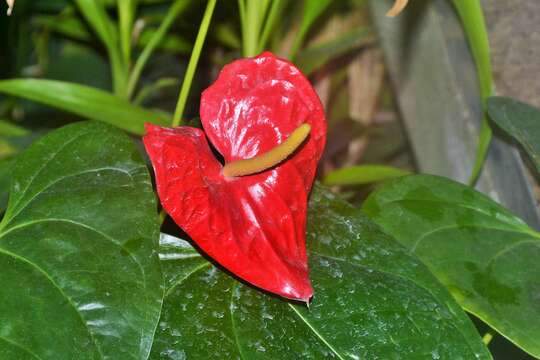 Anthurium andraeanum Linden ex André resmi