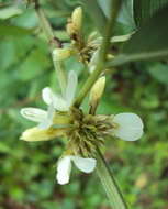 Image of Dendrolobium triangulare (Retz.) Schindl.