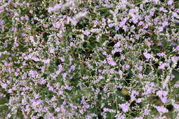 Imagem de Limonium gerberi A. Soldano