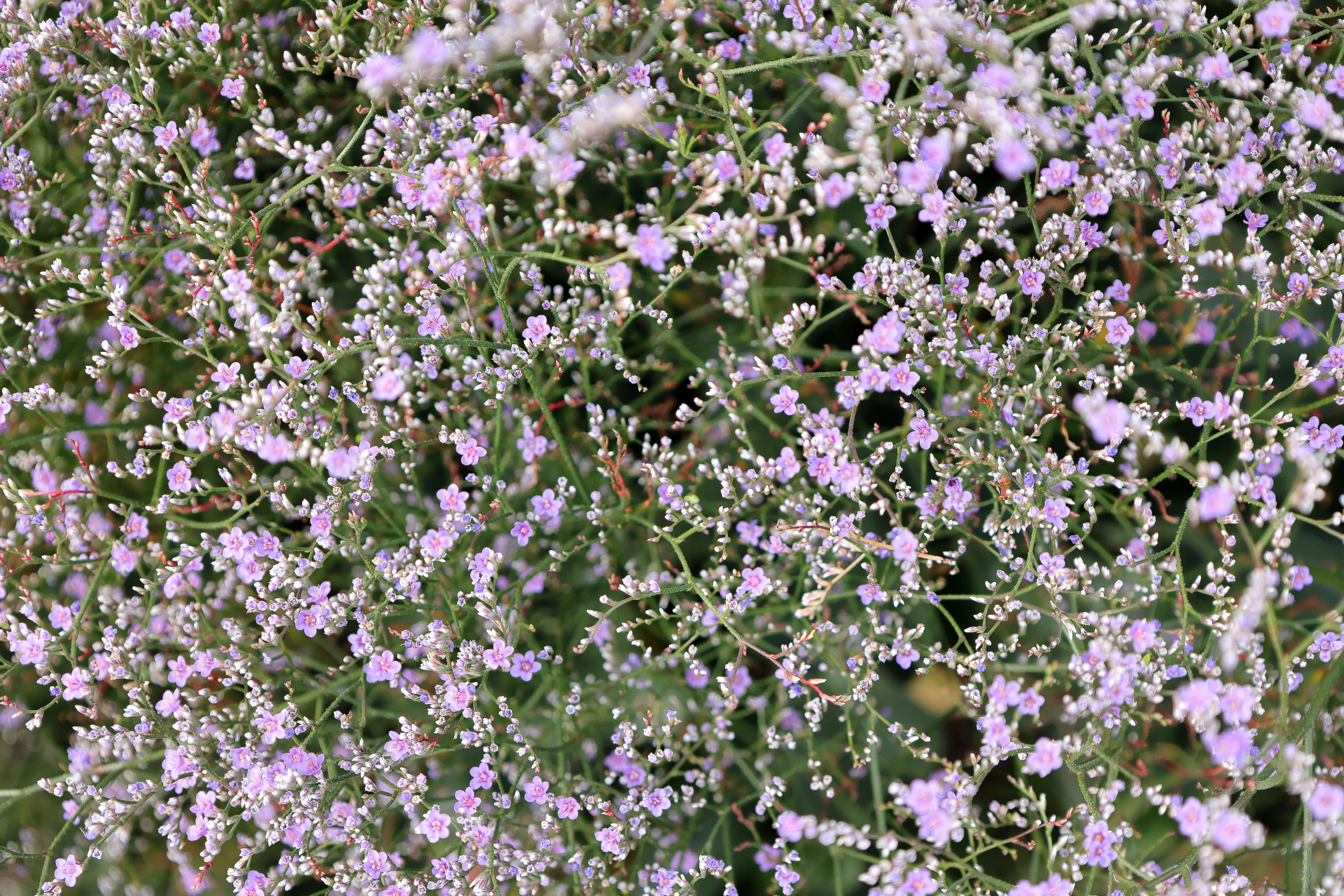 Imagem de Limonium gerberi A. Soldano