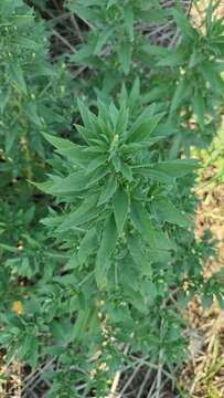 Image of Russian pigweed