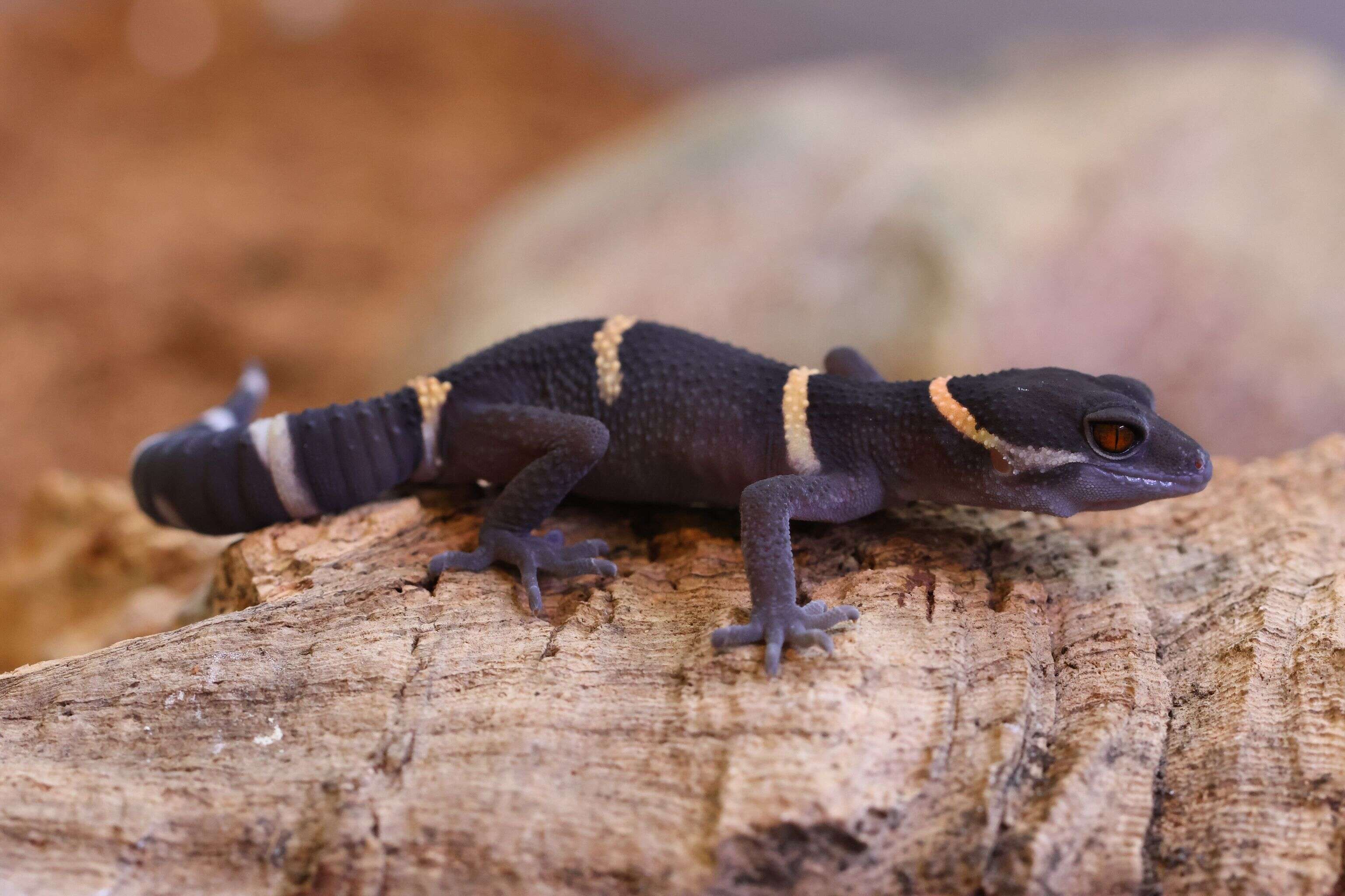 Image of Hainan Cave Gecko