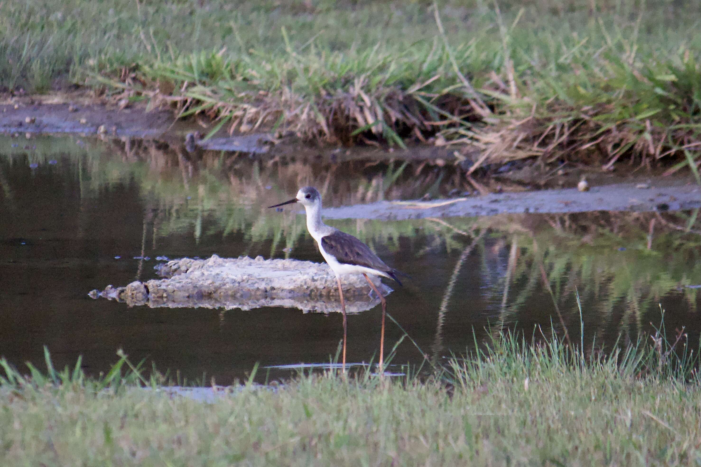 Image of White-breasted Waterhen