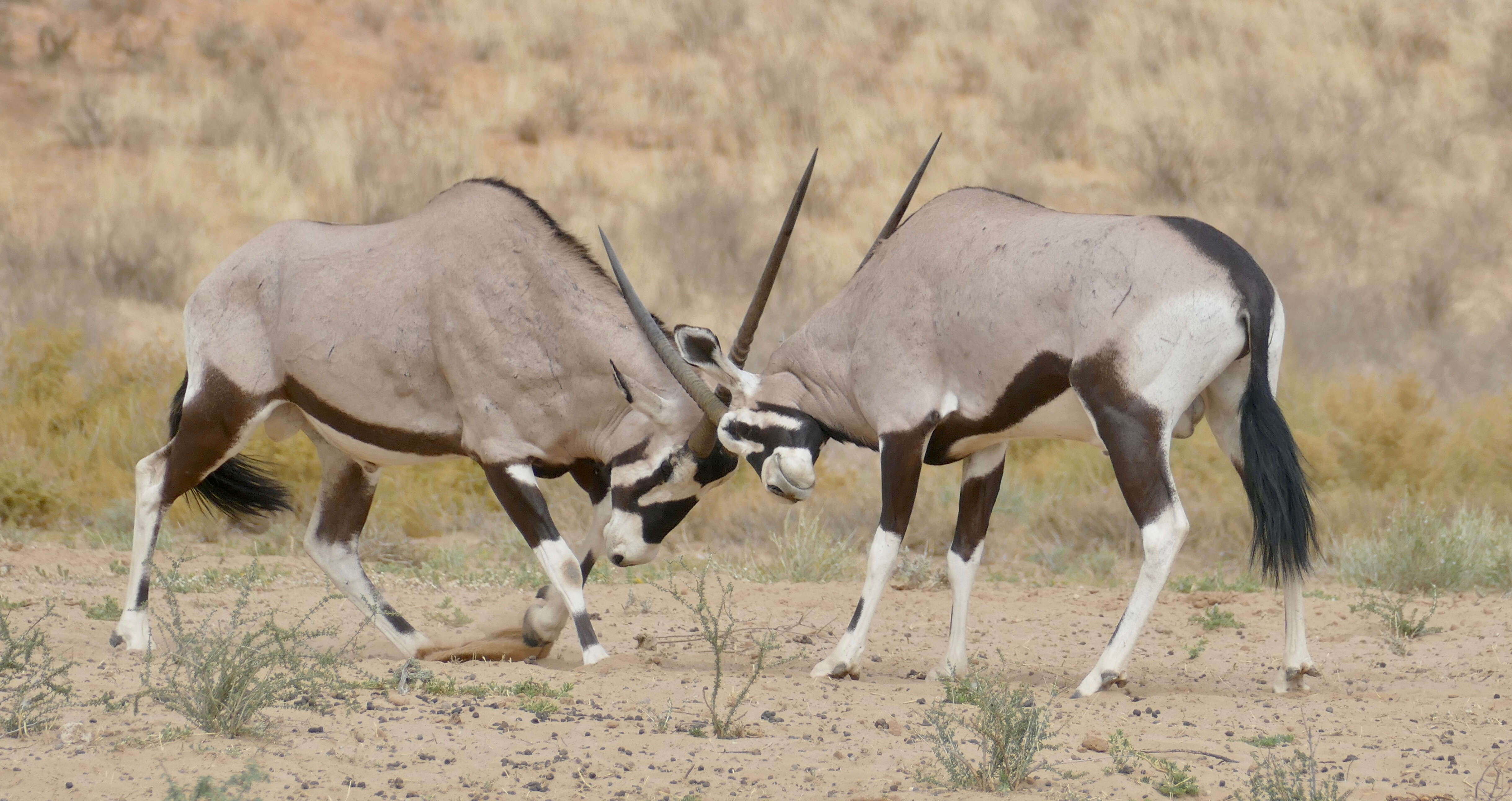 Image of Gemsbok