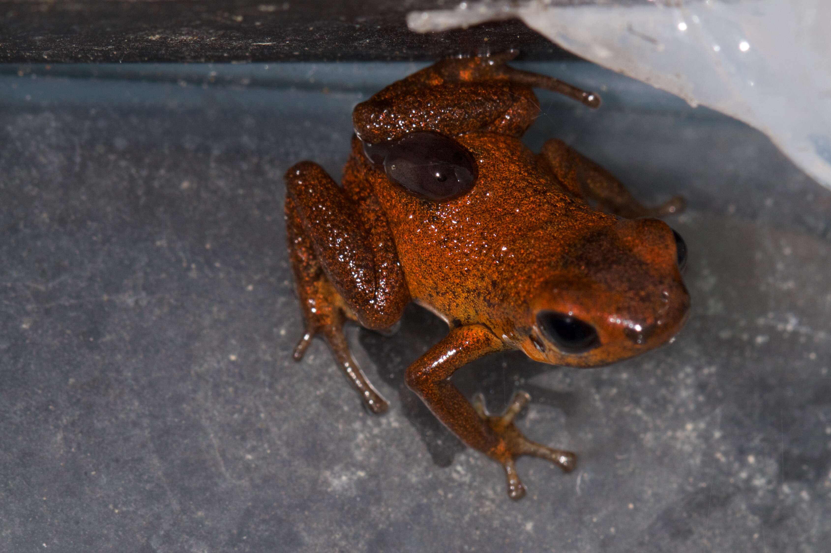 Image of Poison dart frog