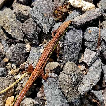 Image of Asian Grass Lizard