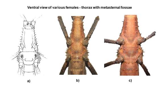 Image of Euobrimus