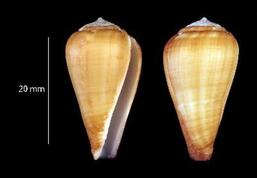 Image de Conus inesae (Monteiro, Afonso, Tenorio, Rosado & Pirinhas 2014)