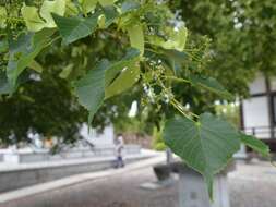 Image of Tilia miqueliana Maxim.