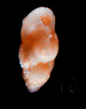 Image of <i>Bulimina kochiensis</i> Takayanagi 1953